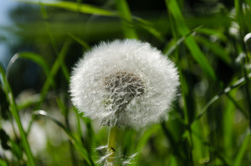 Dandelion meadow wallpaper, dandelion closeup