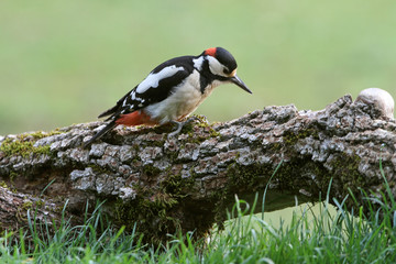 Male of Great spotted woodpecker, Dendrocopos major
