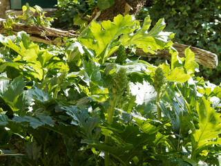 Green leaves of bear's breeches (Acanthus mollis)