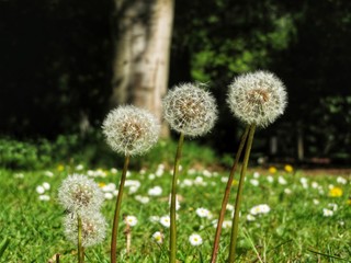 four dandelions in a row on a meadow