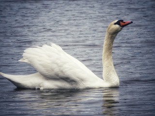 Obraz premium white swan on the lake