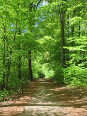 path in the forest with green trees
