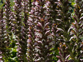 Close-up on a flower of bear's breeches or oyster plant (Acanthus mollis)