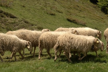 Sheep grazing in the Pyrenees