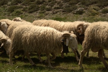 Sheep grazing in the Pyrenees