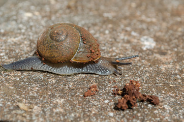 Dirt On Shell Snail  