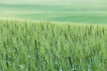 Green ears of wheat or rye in a field. Ukrainian wheat. Agriculture field background.