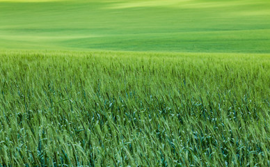 Green ears of wheat or rye in a field. Ukrainian wheat. Agriculture field background.