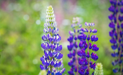Obraz premium Closeup of a colorful blue blooming Lupine flowers