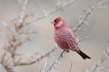 Great Rosefinch (Carpodacus rubicilla)