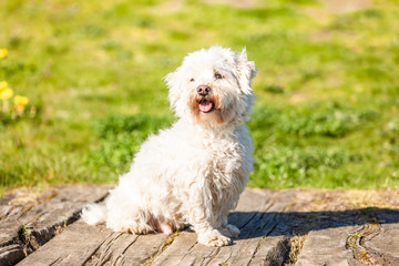 Coton de Tulear outdoors in the sun