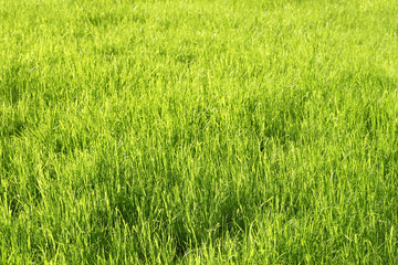 Green sunny grass background