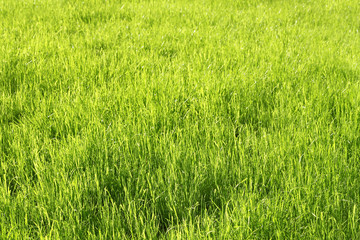 Obraz na płótnie Canvas Green sunny grass background