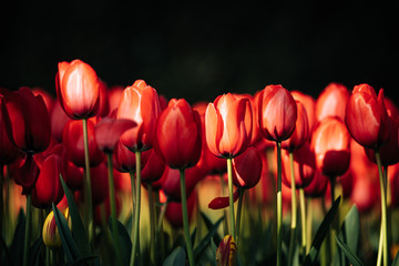 Fototapeta premium Detail of red/orange tulip blooms during a sunny day from the Keukenhof gardens in the Netherlands