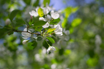 White blossom apple tree and green leafs