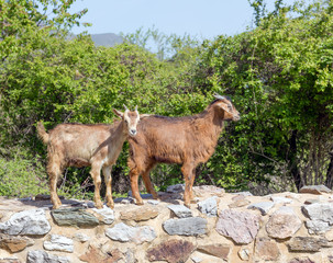 Obraz premium Goats in a Greek village.