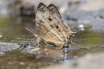 Cyrestis Cocles (Marbled Map) butterfly in nature background.Butterfly eating water on the rock in the forest.