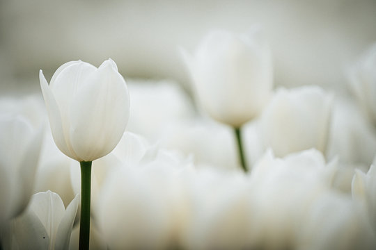 Detail of white tulip blooms from the Keukenhof gardens in the Netherlands