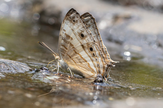Cyrestis Cocles (Marbled Map) butterfly in nature background.Butterfly eating water on the rock in the forest.