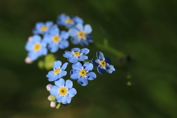 Beautiful flowers woodland forget-me-not. Myosotis sylvatica. funeral bouquet.