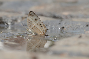 Cyrestis Cocles (Marbled Map) butterfly in nature background.Butterfly eating water on the rock in the forest.