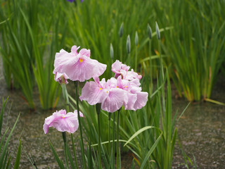 Obraz premium 花菖蒲