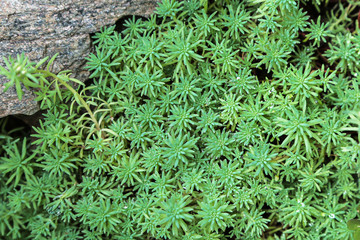Beautiful green succulent plants  with water drops pattern background. 