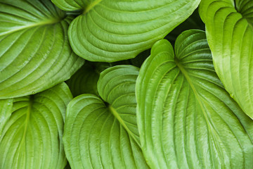 Hosta Funkia, plantain lilies close-up pattern, texture, background. 