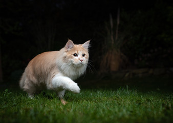 young beige white maine coon cat hunting in the garden at night