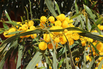 Yellow ball-shaped blossoms of the golden wreath wattle or coojong tree (Acacia saligna) native to Western Australia