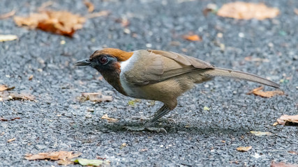 White-necked Laughingthrush perching on a road to jungle, looking straight into a distance