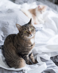 tabby domestic shorthair cat sitting on messy bed looking at owner innocently