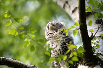 low angle view of a young playful blue tabby maine coon cat sitting on birch tree observing the area