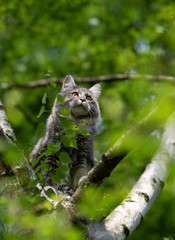 Obraz premium young blue tabby maine coon cat sitting on birch tree observing birds