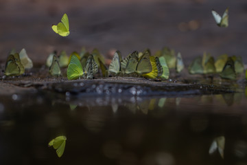 Selective focus Butterflies on the ground and flying in nature background.Blurred Tailed Jay and Orange Gull butterflies in green forest.