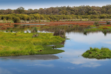 Lake in Yanchep National Park, Western Australia