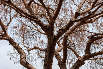 Dry pine in the park in summer close-up.