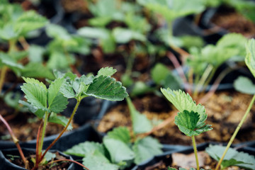 Strawberry seedling or sapling in garden