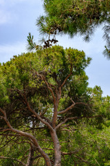 Pines in the park in summer close-up.