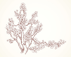 Spring flowering tree. Vector drawing