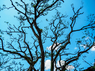 Close up of naked tree branches against a bright blue sky.