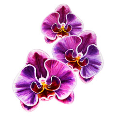 Fototapeta na wymiar Tree beautiful purple orchid flowers. Watercolor painting. Exotic plant. Floral print. Botanical composition. Wedding and birthday. Greeting card. Flower painted background. Hand drawn illustration.