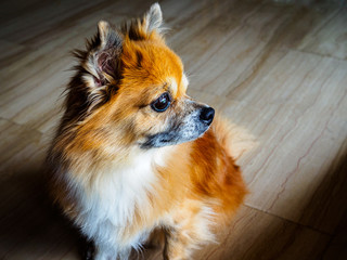 Small senior mixed breed rescue dog of pomperanian and chihuahua stock sits and stares into the...