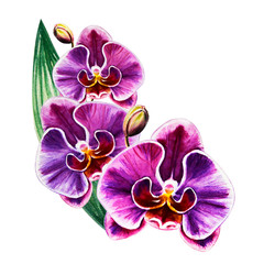 Tree beautiful purple orchid flowers. Watercolor painting. Exotic plant. Floral print. Botanical composition. Wedding and birthday. Greeting card. Flower painted background. Hand drawn illustration.