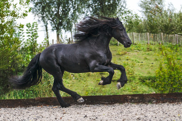 Friesian stallion running in the arena