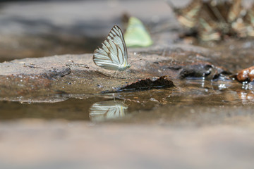 Common Gull (Cepora nerissa) butterfly in nature background.Butterfly eating water on the rock in the forest