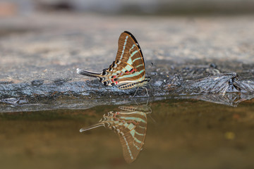 Fototapeta na wymiar Tail Jay butterfly and reflection in water with nature background.