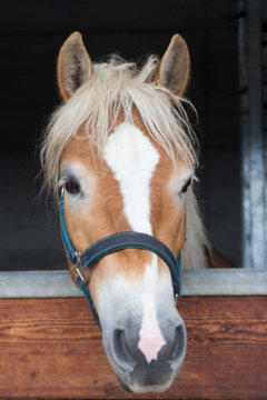 Halfinger Kopf aus der Box