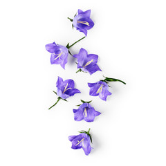 Fototapeta na wymiar Blue campanula flowers, bellflowers petals