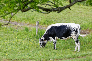 Obraz premium Vache de race Vosgienne